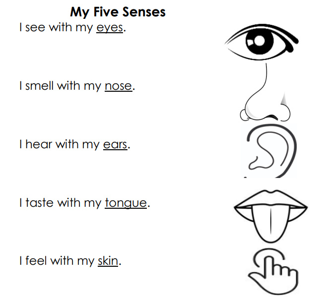 Using our Five Senses