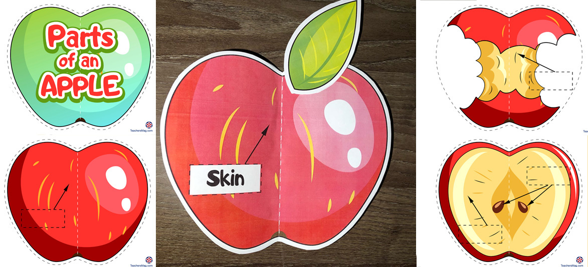 DIY Book About the Parts of an Apple for Preschoolers