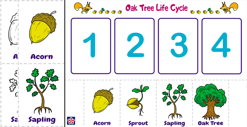From Acorn to Oak Tree Free Printables