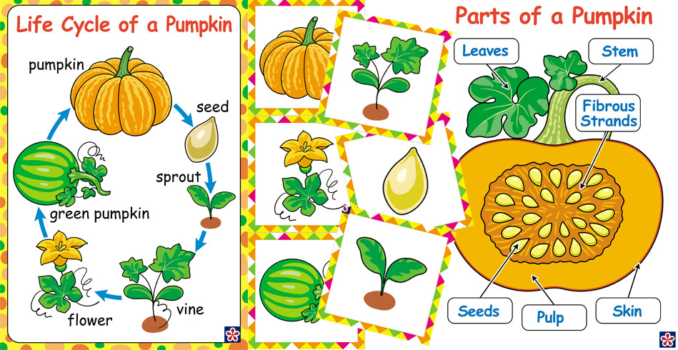 Free Printables Of The Parts And Life Cycle Of A Pumpkin Teachersmag Com