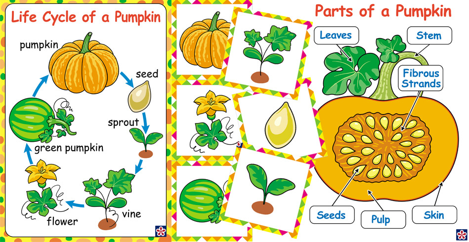 free-printables-of-the-parts-and-life-cycle-of-a-pumpkin-teachersmag