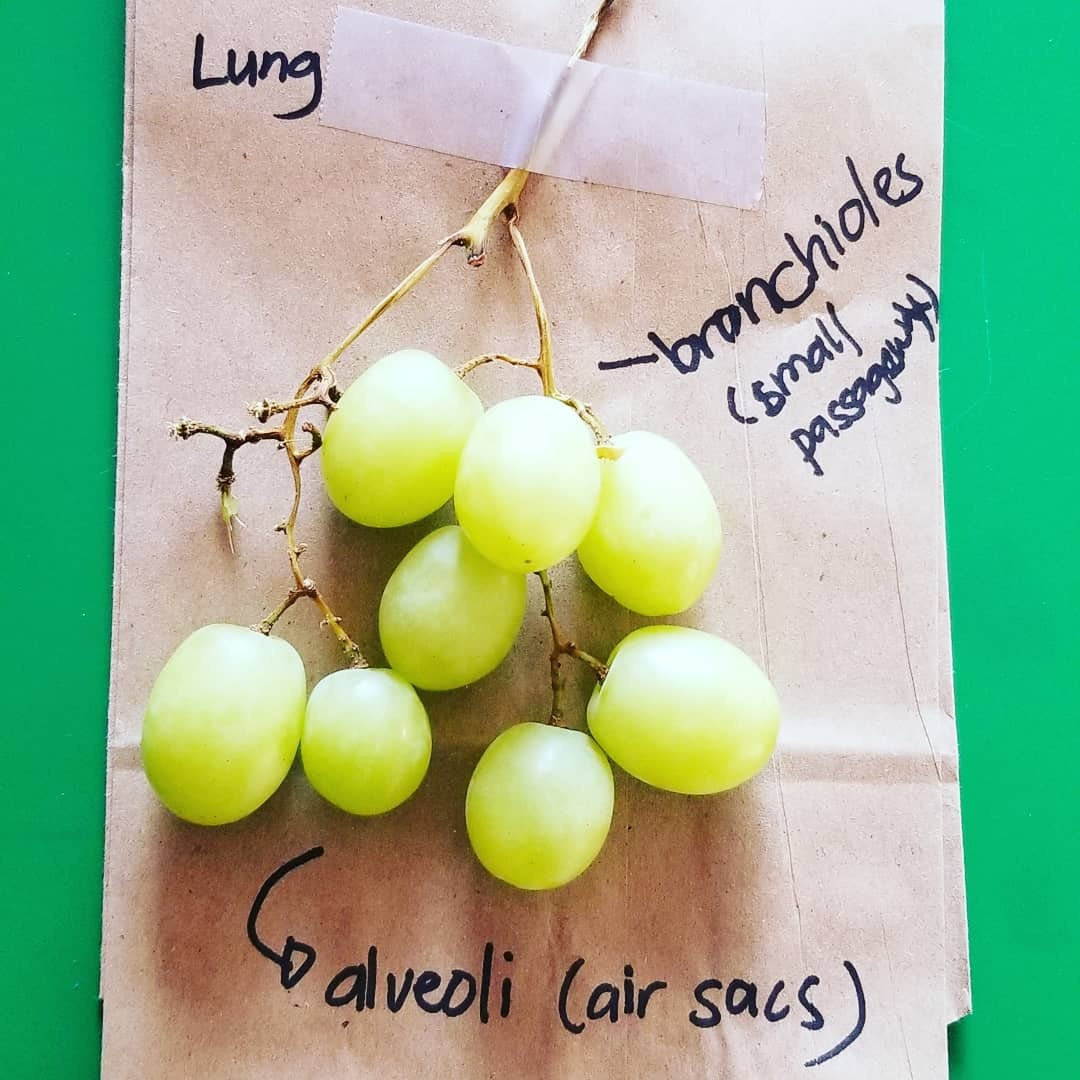 Learning About Lungs With Grapes