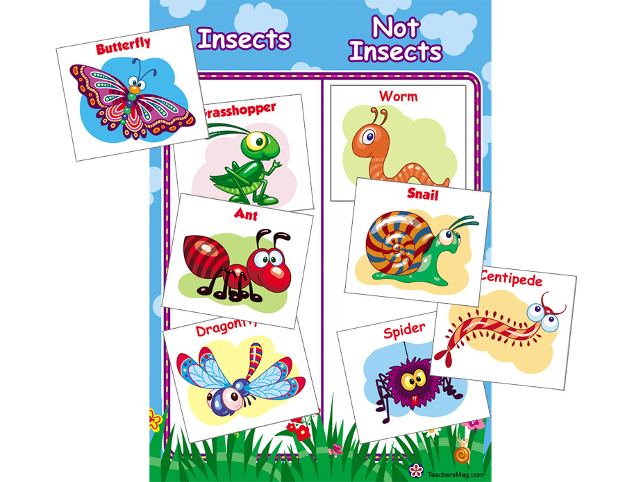 "Insects," and, "Not Insects," Sorting Activity