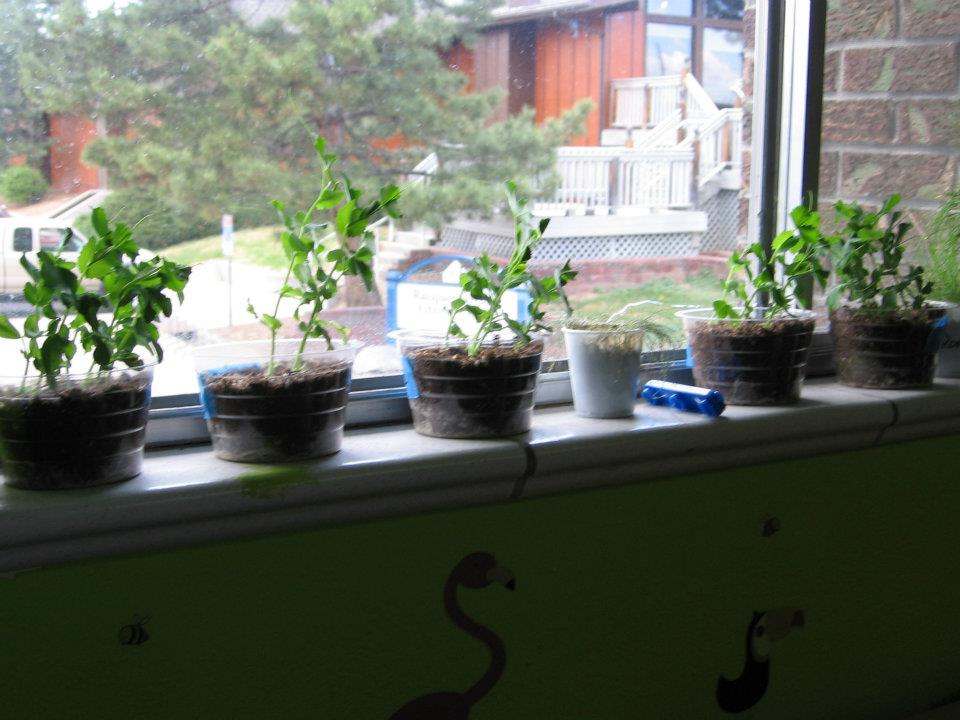 Growing Plants in the Classroom