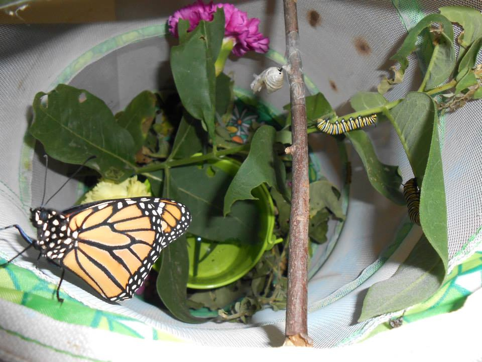 Caring for Caterpillars Watching Them Turn into Butterflies