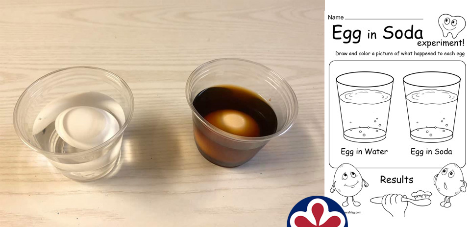 Egg in Soda Experiment