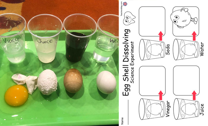 Egg Shell Dissolving Science Experiment that Simulates Dental Health