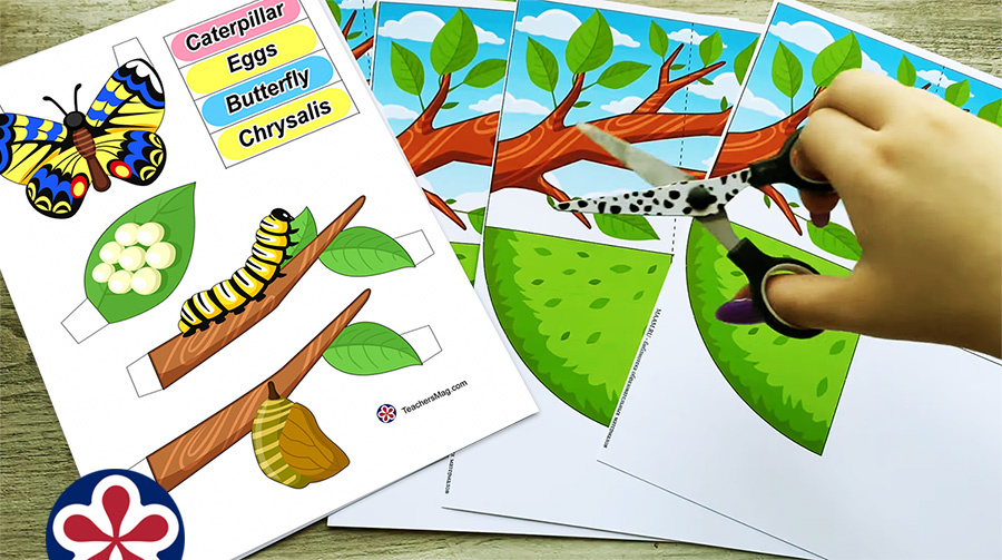 3d Butterfly Life Cycle Printables Craft
