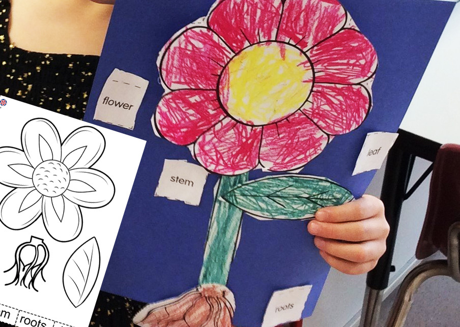 Plant Activities For Preschoolers. Parts of a Plant Worksheet