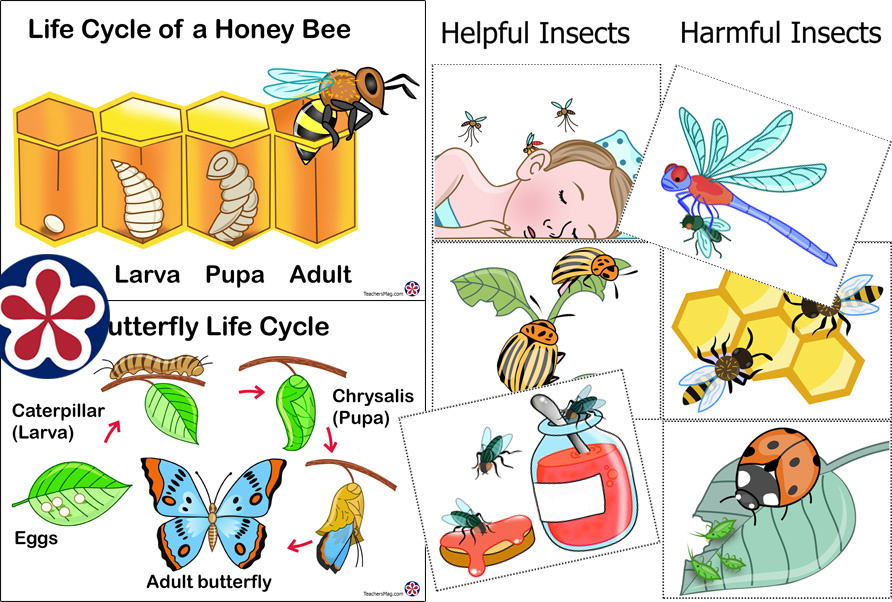 Insects Worksheets for Preschoolers