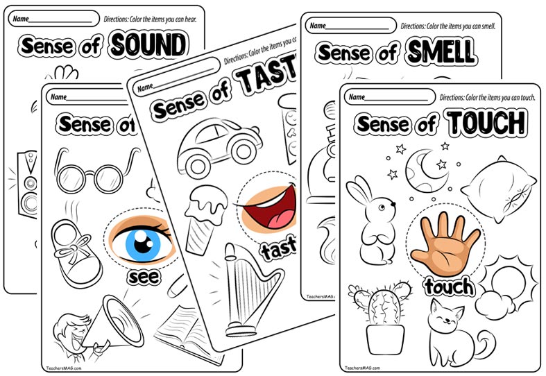 Free Five Senses Worksheets. TeachersMag.com