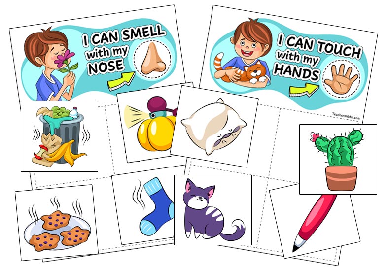 Five Senses Sorting Activity for Preschool, Pre-K, and Kindergarten Students