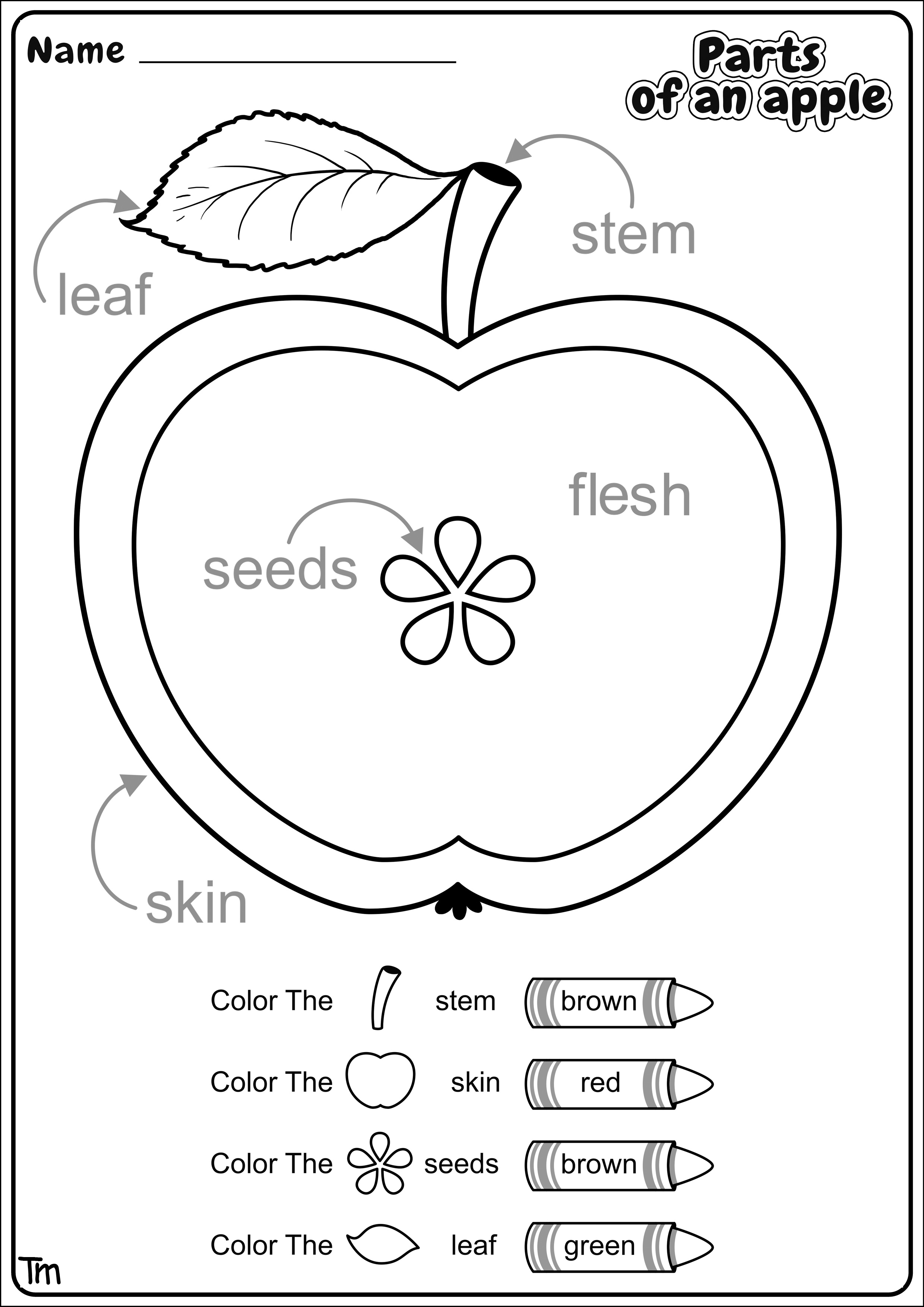 Apples & Where They Come From! Preschool Theme Worksheets