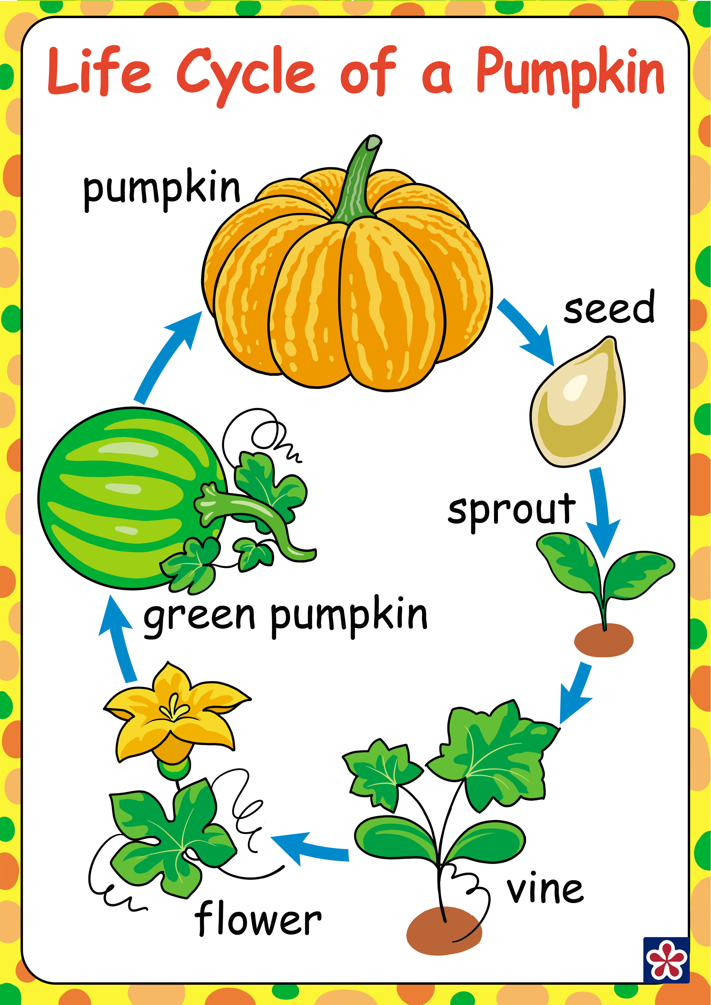 Free Printables of the Parts and Lifecycle of a Pumpkin