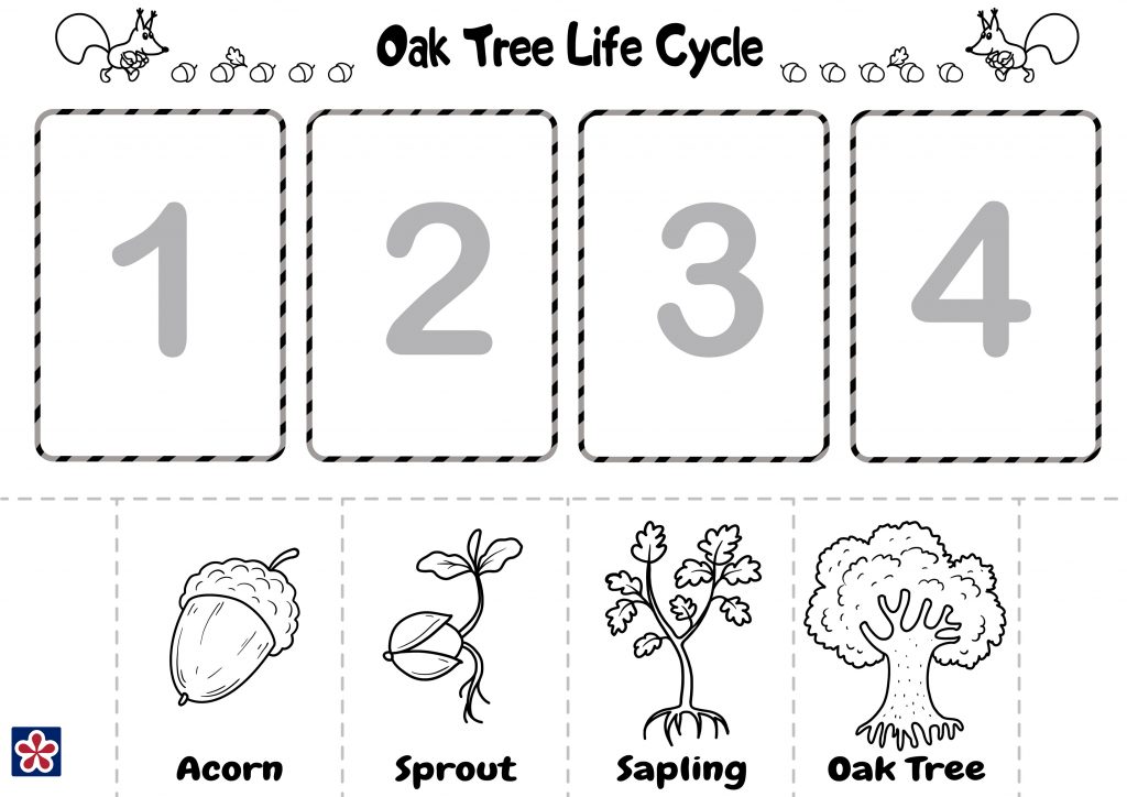 From Acorn to Oak Tree Free Printables. TeachersMag.com
