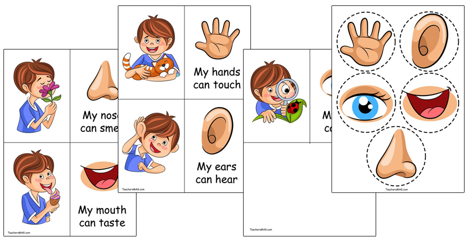 five-senses-activity-for-preschool-students-teachersmag