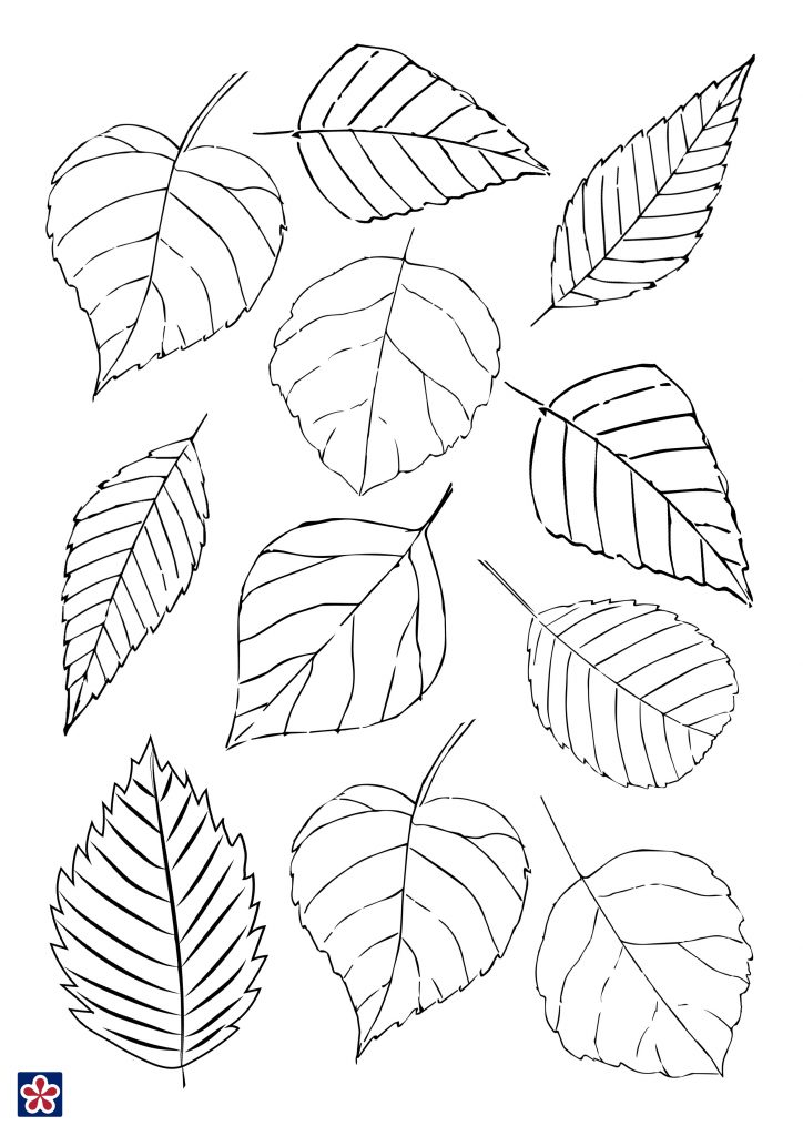 Leaves Template