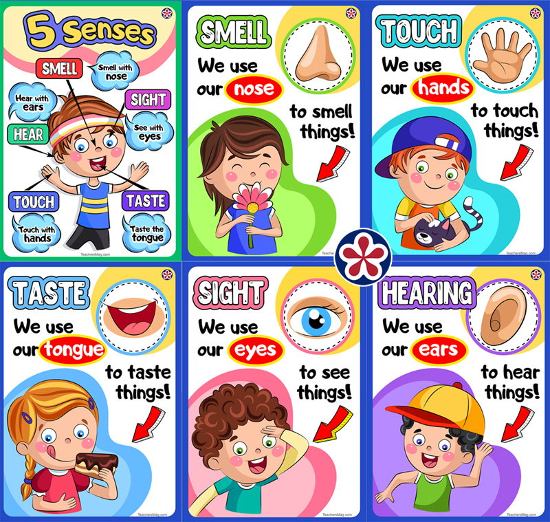 Free Downloadable Senses Poster Set Teachersmag Com