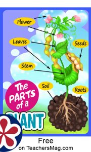 Printable Plant Science Posters for Use with Young Students ...
