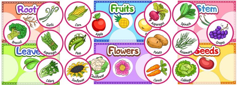 printable-sorting-activity-about-the-parts-of-the-plants-we-eat