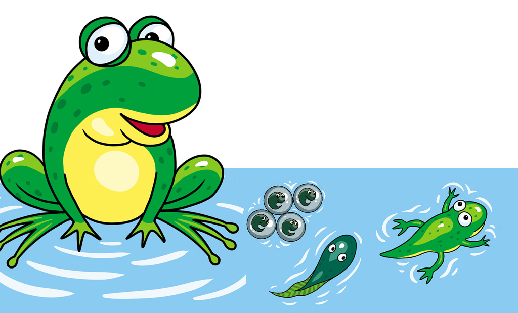 frog life cycle clip art