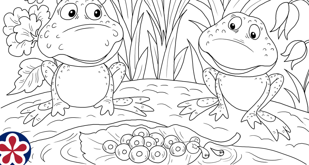 Frog Life Cycle Coloring Pages and Mini-Book For Preschoolers