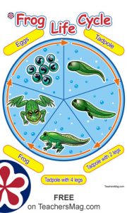 Frog Themed Worksheets for Young Children | TeachersMag.com