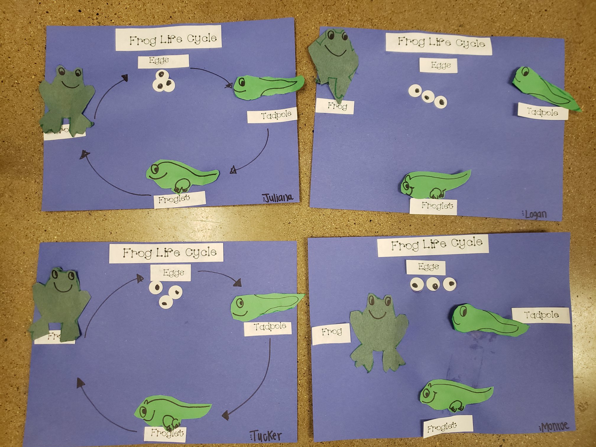Worksheets and a Poster About the Frog Life Cycle for Preschoolers ...
