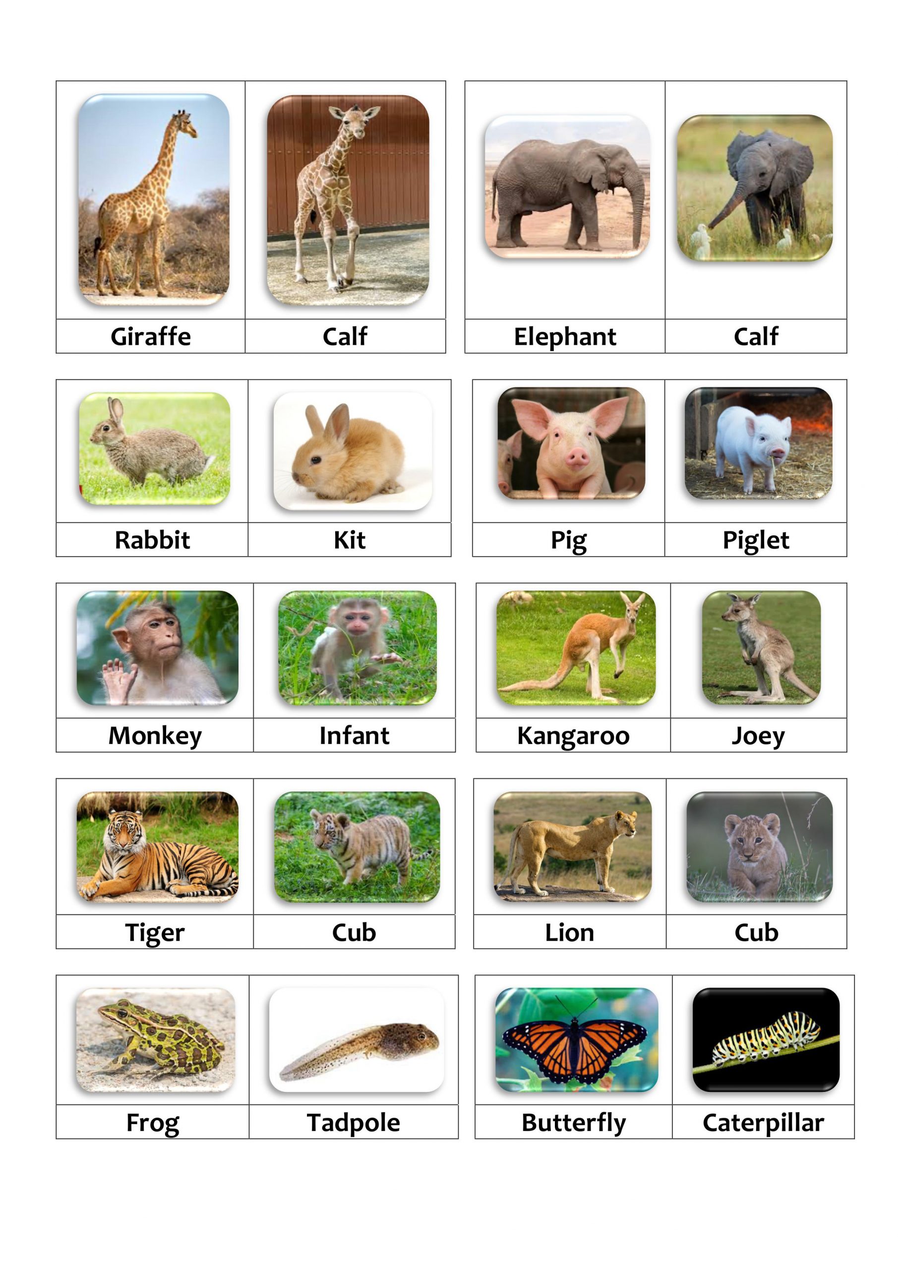 Matching Activity - Animals and Their Young. 