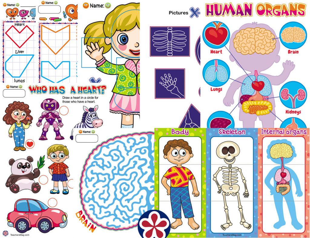 Worksheets For Learning About Our Bones and Organs
