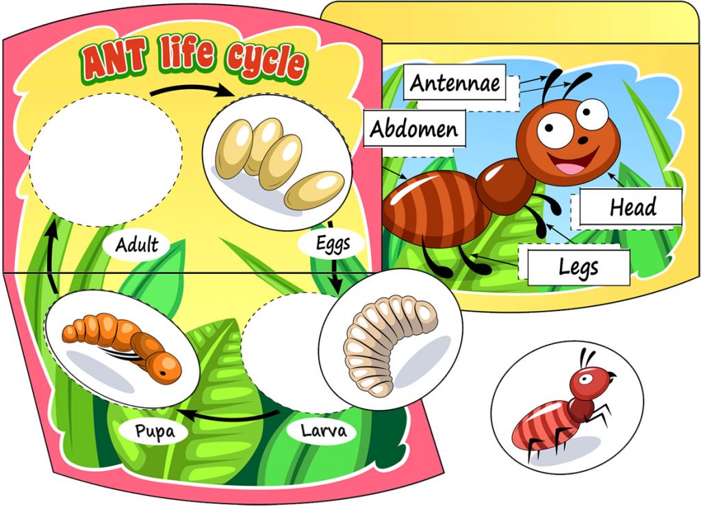Ant Life Cycle DIY Book and Worksheet