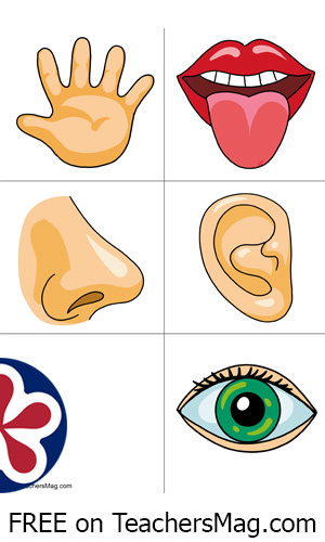 Five Senses Science Activity for Preschool. TeachersMag.com