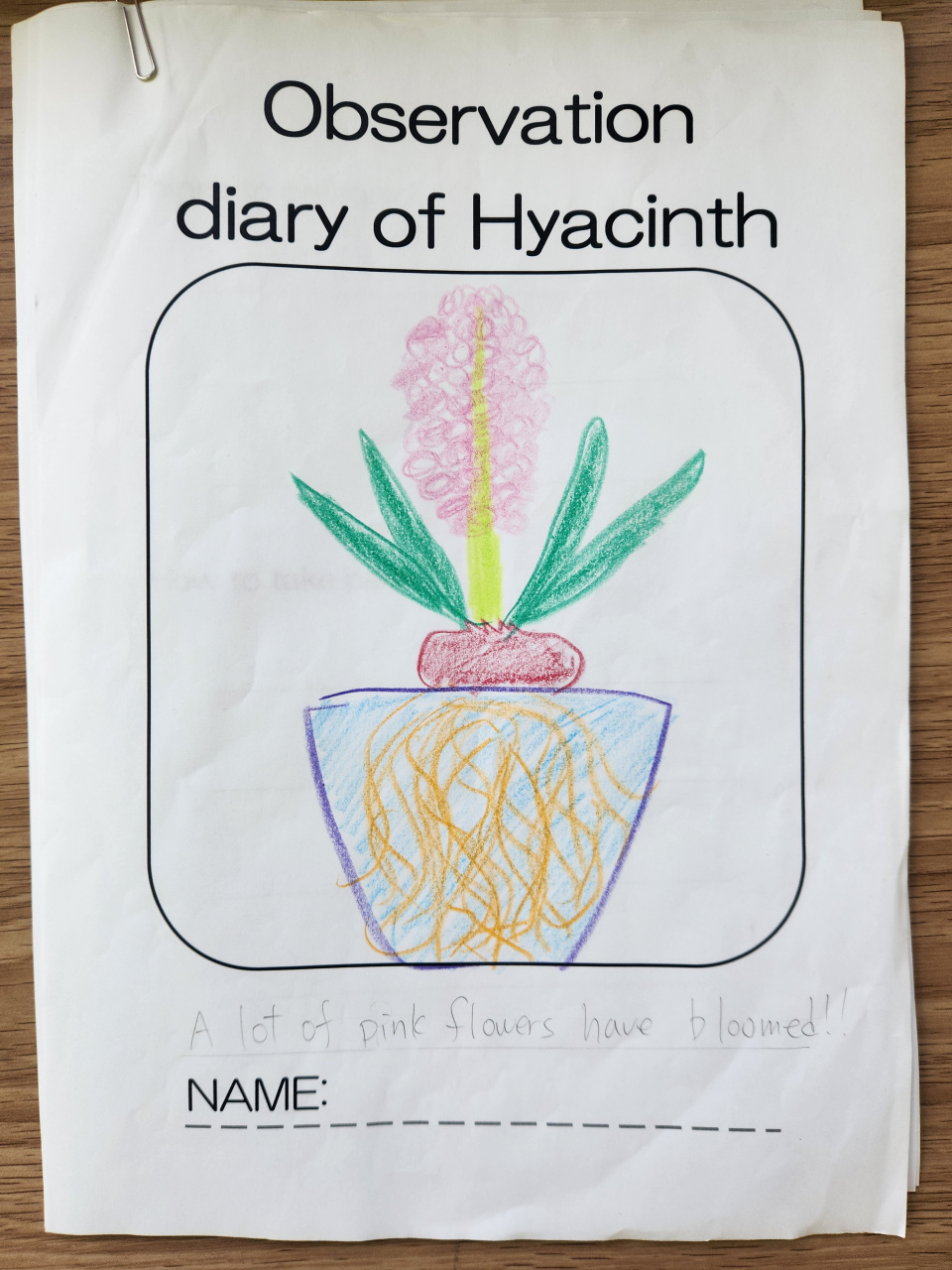 Growing Hyacinth, documenting it